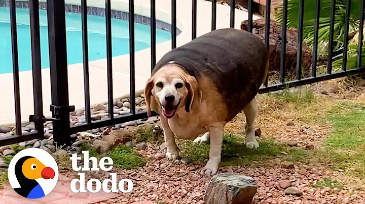 90-Pound Beagle Loses 70% Of His Body Weight | The Dodo Faith = Restored - DayDayNews