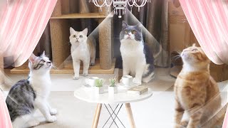 Cat Afternoon Relaxing Party | Funny Cat