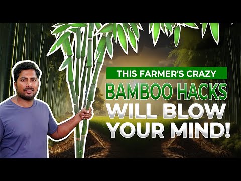 This farmer-engineer is obsessed with Bamboo. Find out why. - video from Farmizen