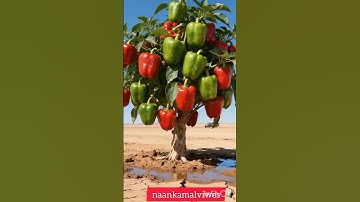 Rats saved the bell peppers from drying by watering them 😭 #ai​ #tree​ #save​ #water​