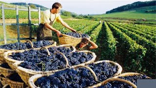 How Million Of Vines Is Produced-Grape seedlings Production, Grape Harvesting & Processing