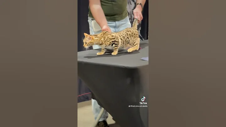 Watch the video about Future sibling?! 🙀 #catshow #catdad #cat #kitten #bengal #savannah #cats #catsofyoutube #catshorts