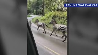 Watch: Zebras get loose near Washington highway exit