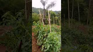 Download Lagu Perkebunan Cabe Di Tasikmalaya MP3 Download Lagu Perkebunan Cabe Di Tasikmalaya MP3