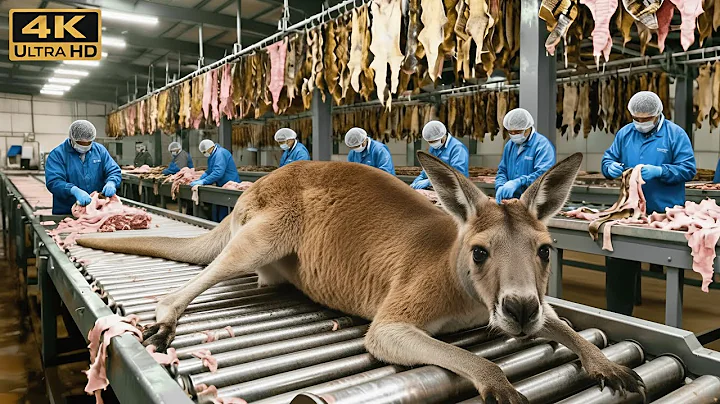 Inside Kangaroo Leather Factory: How Kangaroo Hide Becomes Luxury Jackets & Premium Steak