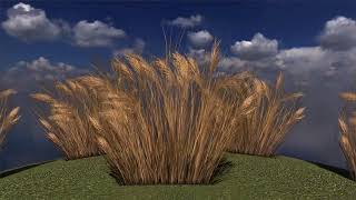 Coastal Bright Yellow Gr European Flora