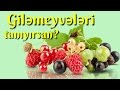 Giləmeyvələrin adlarını bilirsiz?Знаете ли вы названия ягод?