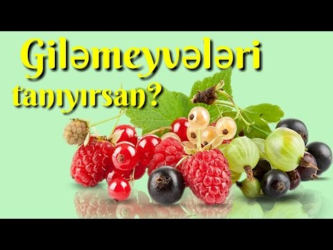 Video: Bektaşi üzü Güvə - Giləmeyvə Və Meyvələrin Zərərvericisi