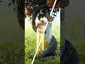 From Seed to Juice: The Magical Transformation of an Orange #shorts