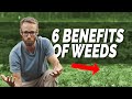 SIX Benefit of Weeds - Learn to Love Weeds