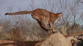 Cougar jumping