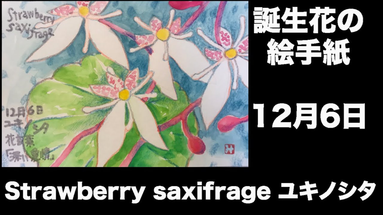 12月6日誕生花を工作 ユキノシタ ストレリチア 花言葉 絵手紙 Strawberry Saxifrage 介護士しげゆきブログ