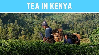 Tea in Kenya screenshot 2