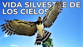 El Mundo Salvaje: Los Amos del Cielo | Free Documentary Nature -  Español