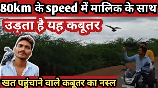 #pigeon #racingpigeons । racing pigeons video।।कबूतर ट्रेनर ।।pigeon's training ।।