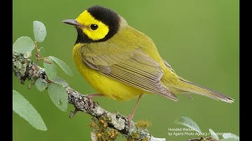 Strategies for Reducing Bird Collisions