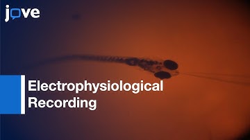 Electrophysiological Recording of Forebrain | Protocol Preview