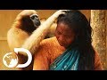 Adorable ape shares a fascinating relationship with humans   wild india