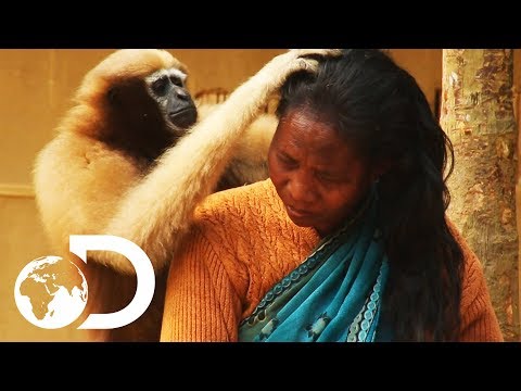 adorable-ape-shares-a-fascinating-relationship-with-humans-|-wild-india