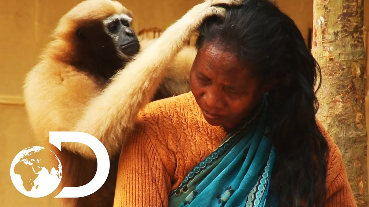 Adorable Ape Shares A Fascinating Relationship With Humans  | Wild India