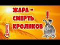 ЖАРА = СМЕРТЬ ДЛЯ КРОЛИКОВ