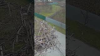 Крик Крука Серйозно, Смітник Ні