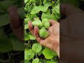 "Fresh Dondakayalu Harvest – Nature’s Green Bounty in the Backyard"