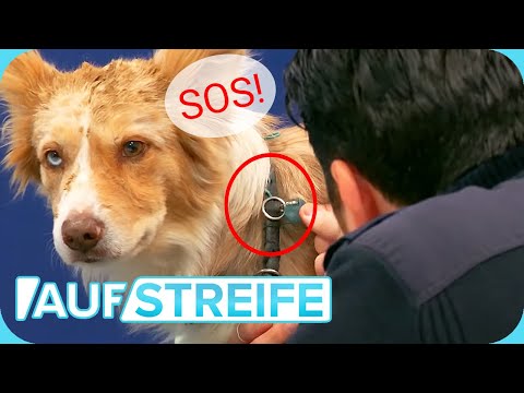 Video: Streunender Hund rettet Kleinkind und findet für immer ein Zuhause bei ihr