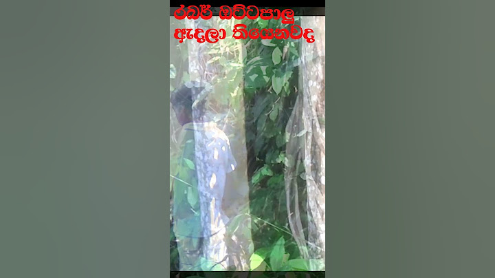 රබර් ඔට්ටපාලු ඇදලා තියෙනවද? - Rubber Ottapalu in Sri Lanka