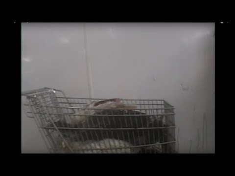 Culinary Cruelty: Undercover in Canada