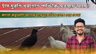 কালো কবুতরটা অন্যের ঘড়ে ঢুকে ডিম ভেঙ্গে দেয় কেন #pets #animals #petsvlog #villagelife @jeweltanvir