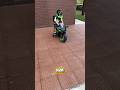 Pocket Rocket H2R 🚀💚 #MiniH2R #NinjaH2R #MiniBike