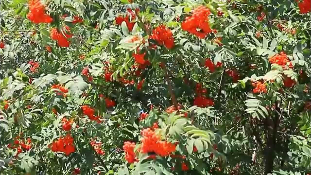 Уральская рябинушка текст. Книги о рябине. История песни рябина. Что стоишь качаясь тонкая рябина ноты для фортепиано. Уральская рябинушка (ой, рябина кудрявая.