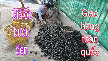 Giá ốc bươu đen và ốc lác.  Giao hàng toàn quốc