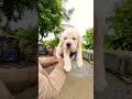Top Quality chompion line Labrador female puppy price only ₹30k Mahakal pet shop pandharpur &amp; pune
