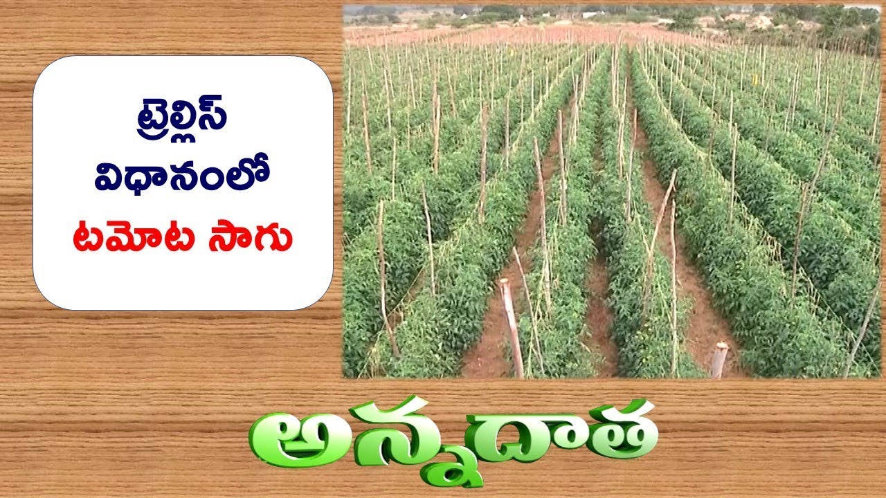 Tomato Cultivation In Trellis System || ETVAnnadata