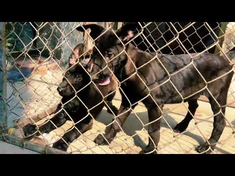 Video Chó Malinois Mexico Màu Nào Đẹp Nhất? | Trại Chó... - youtube