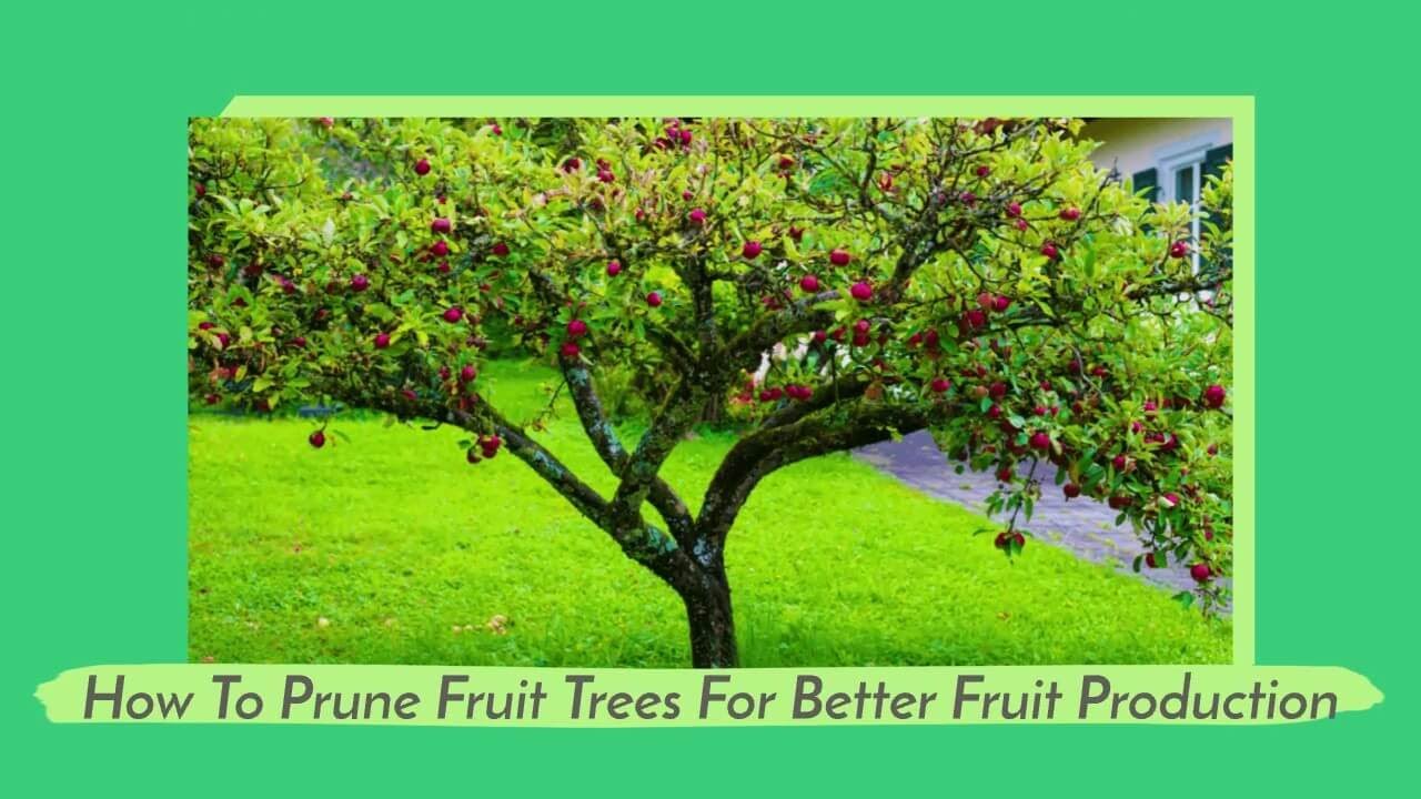 How To Prune Fruit Trees For Better Fruit Production In Seattle WA ...
