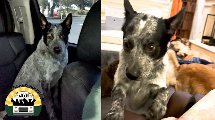 It's grooming day...wait, it's rescue day!? | The ...