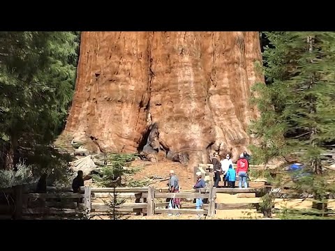 10 Największych drzew na świecie
