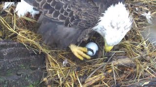 MNBound Eagles Mom Lays Her 1st Egg  3-9-13