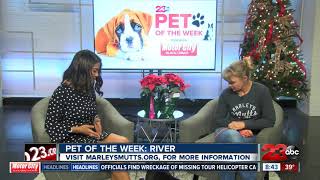 Pet of the Week: Two-year-old River