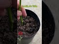 Método para enraizar esquejes de Rosas🌹