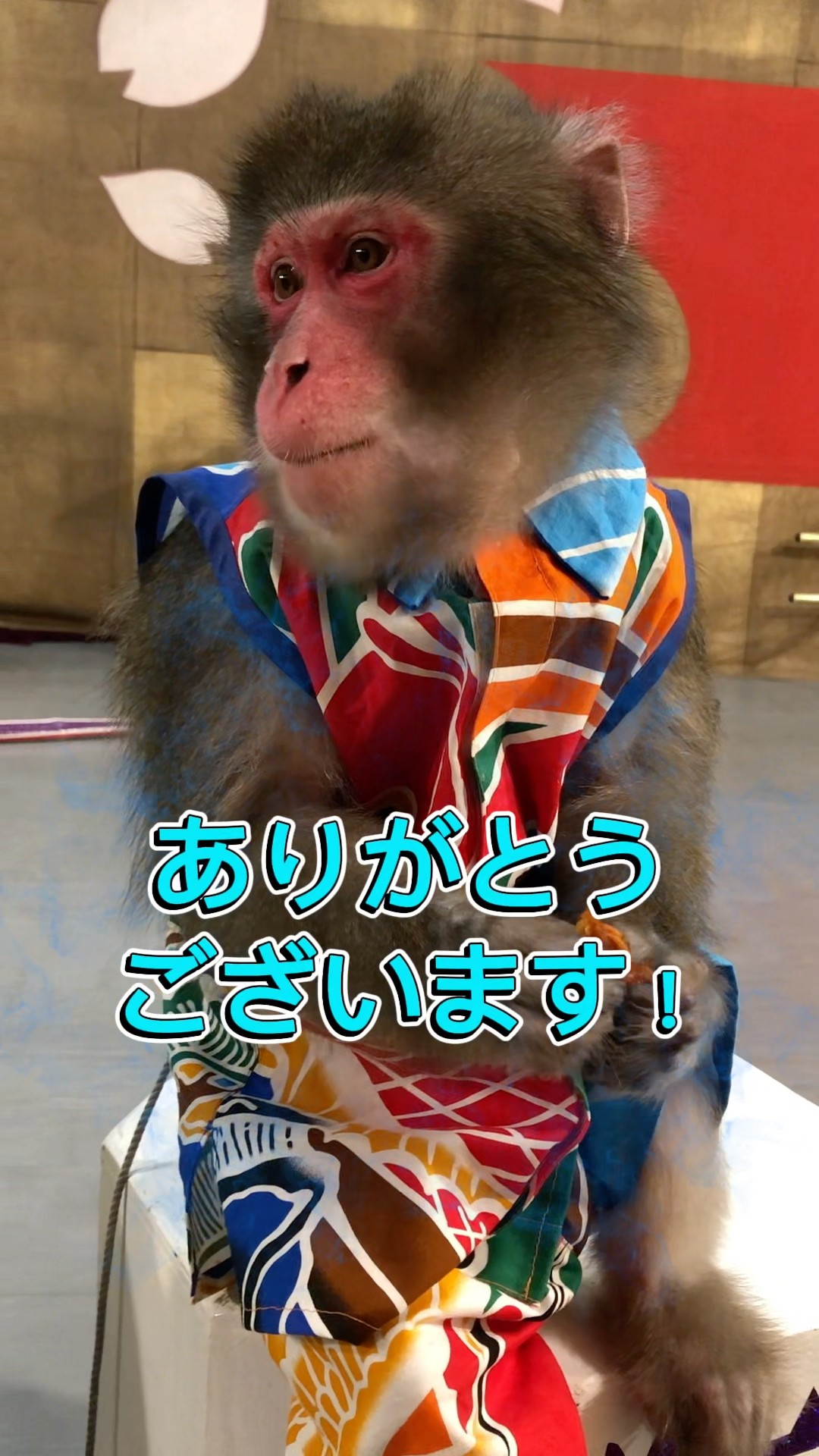 Monkey Suo 周防猿まわしの会 Channnel - YouTube