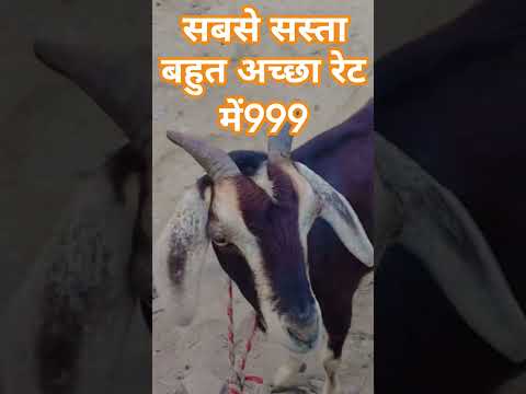 बकरी बिकने वाला है@Yadavpritesh2001@mamta13579