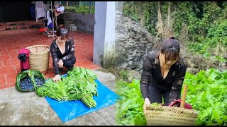 harvest: harvest vegetables to sell and give to the poor