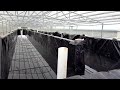 shrimp farming