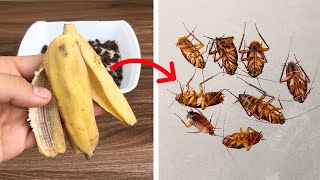 Kill Roaches Overnight Without Using Pesticides!