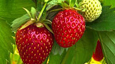 Can I Raise Big Fat Red Juicy California Strawberries In Minnesota? We
