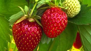 Can I Raise Big Fat Red Juicy California Strawberries In Minnesota? We Will See!